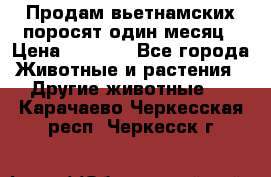 Продам вьетнамских поросят,один месяц › Цена ­ 3 000 - Все города Животные и растения » Другие животные   . Карачаево-Черкесская респ.,Черкесск г.